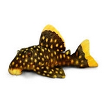 L Number Plecos L Number Plecos